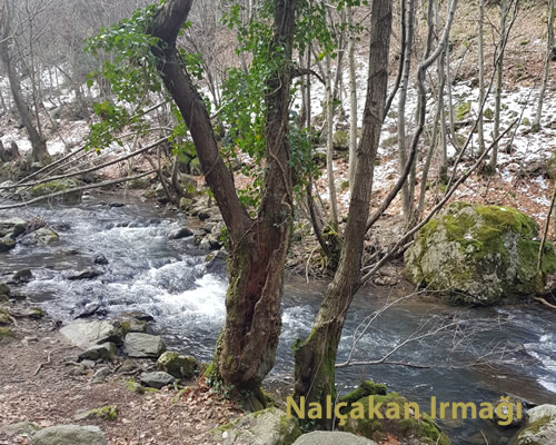 nalcakan-irmagi